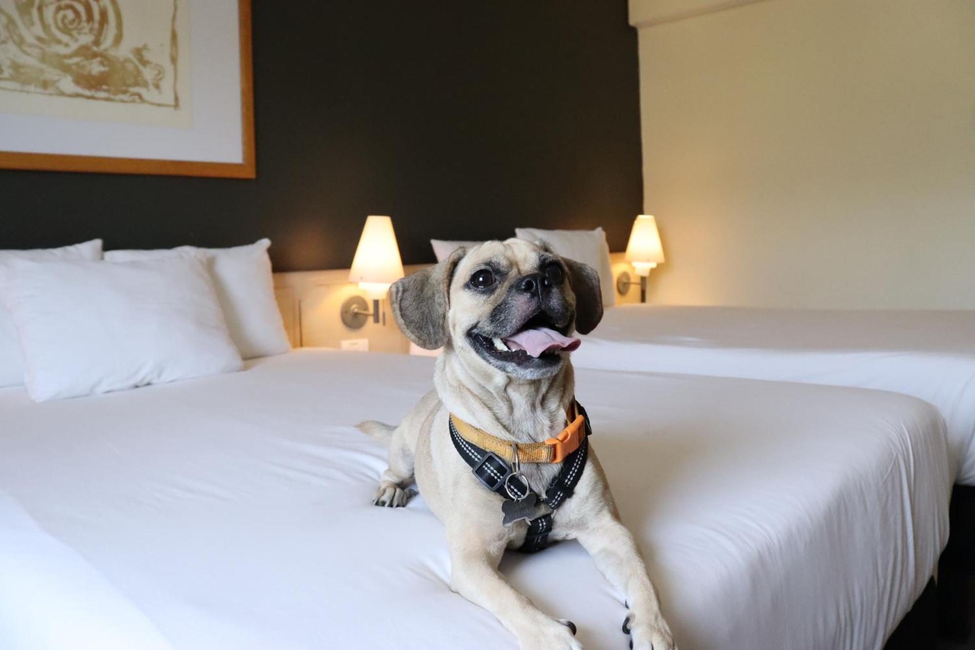 Novotel Monterrey Valle San Pedro Garza Garcia Bagian luar foto